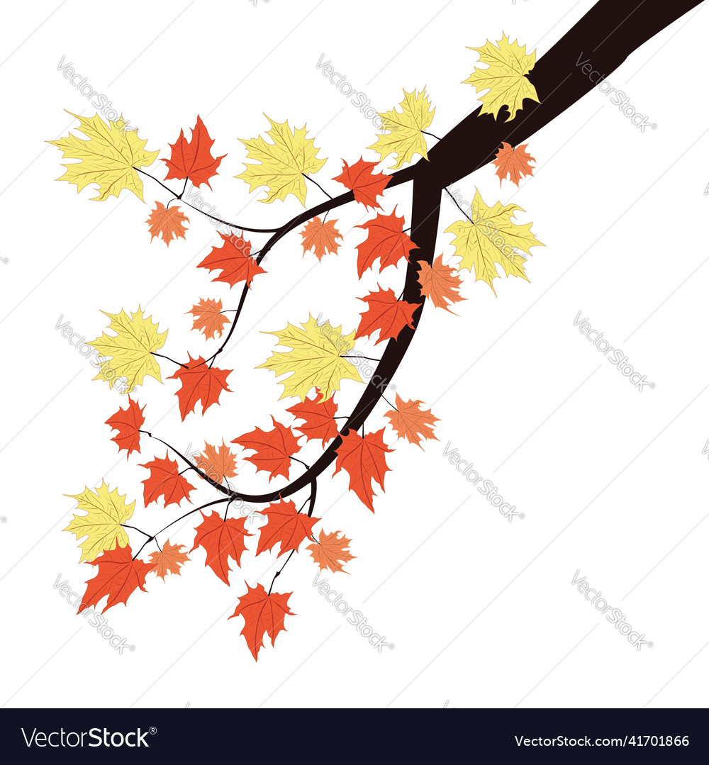 Branch With Autumn Maple Leaves Royalty Free Vector Image Branch With Autumn Maple Leaves Royalty Free Vector Image