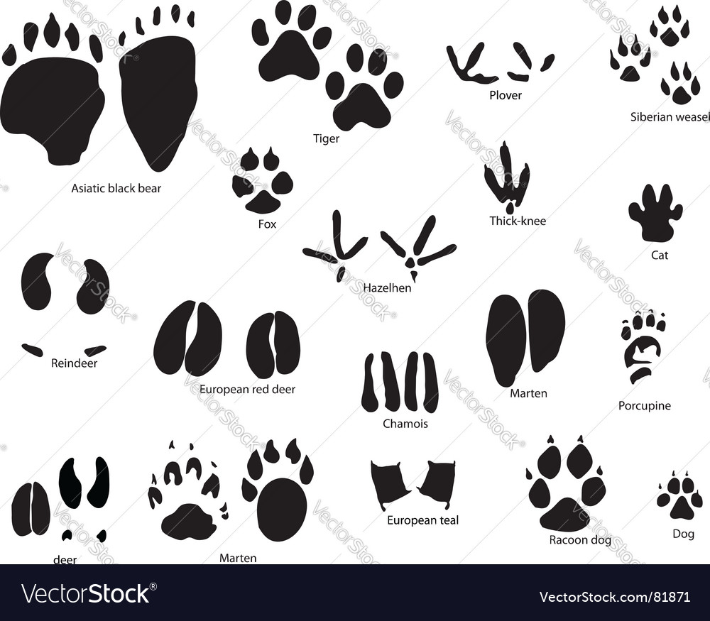 Animal trails prints Royalty Free Vector Image