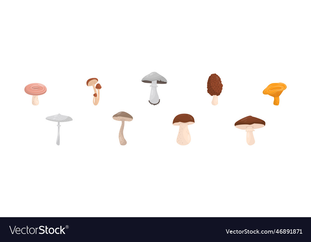 Forest mushroom with stem and cap isolated Vector Image