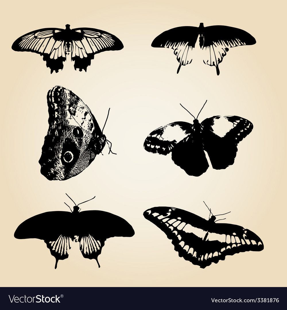 Six Types Black Butterfly Eps10 Royalty Free Vector Image