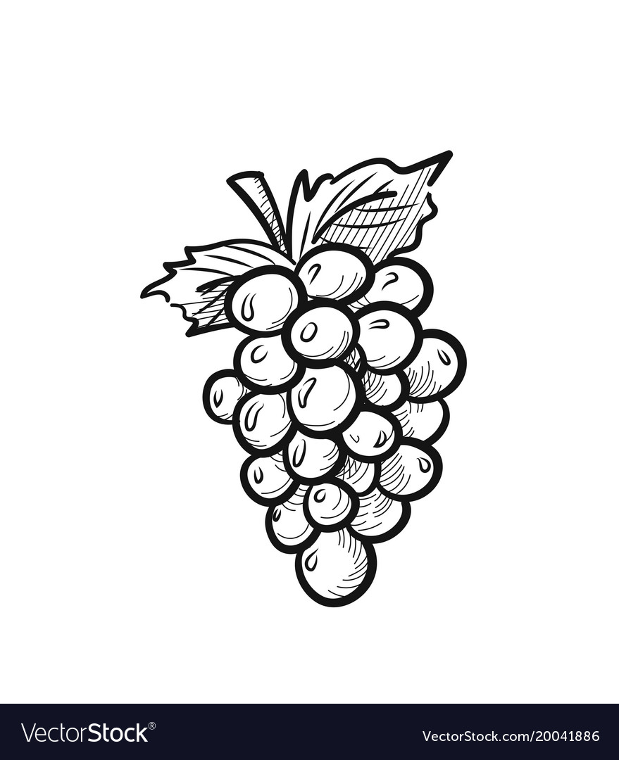 Drawing Grapes transparent background PNG cliparts free download | HiClipart