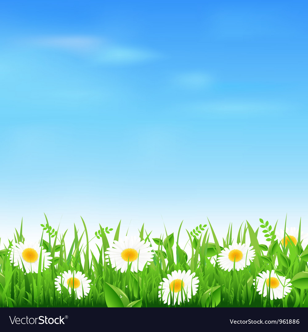 Camomile field Royalty Free Vector Image - VectorStock