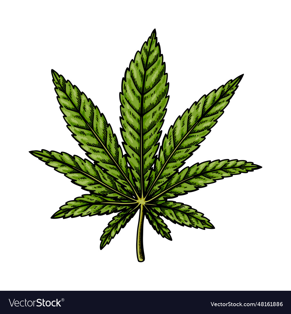 Cannabis indica leaf sketch marijuana botanical Vector Image