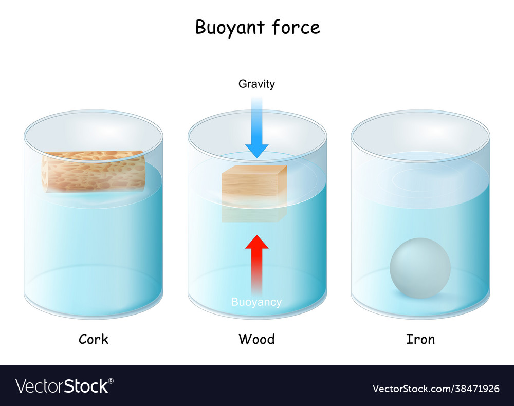 Buoyant force archimedes principle Royalty Free Vector Image