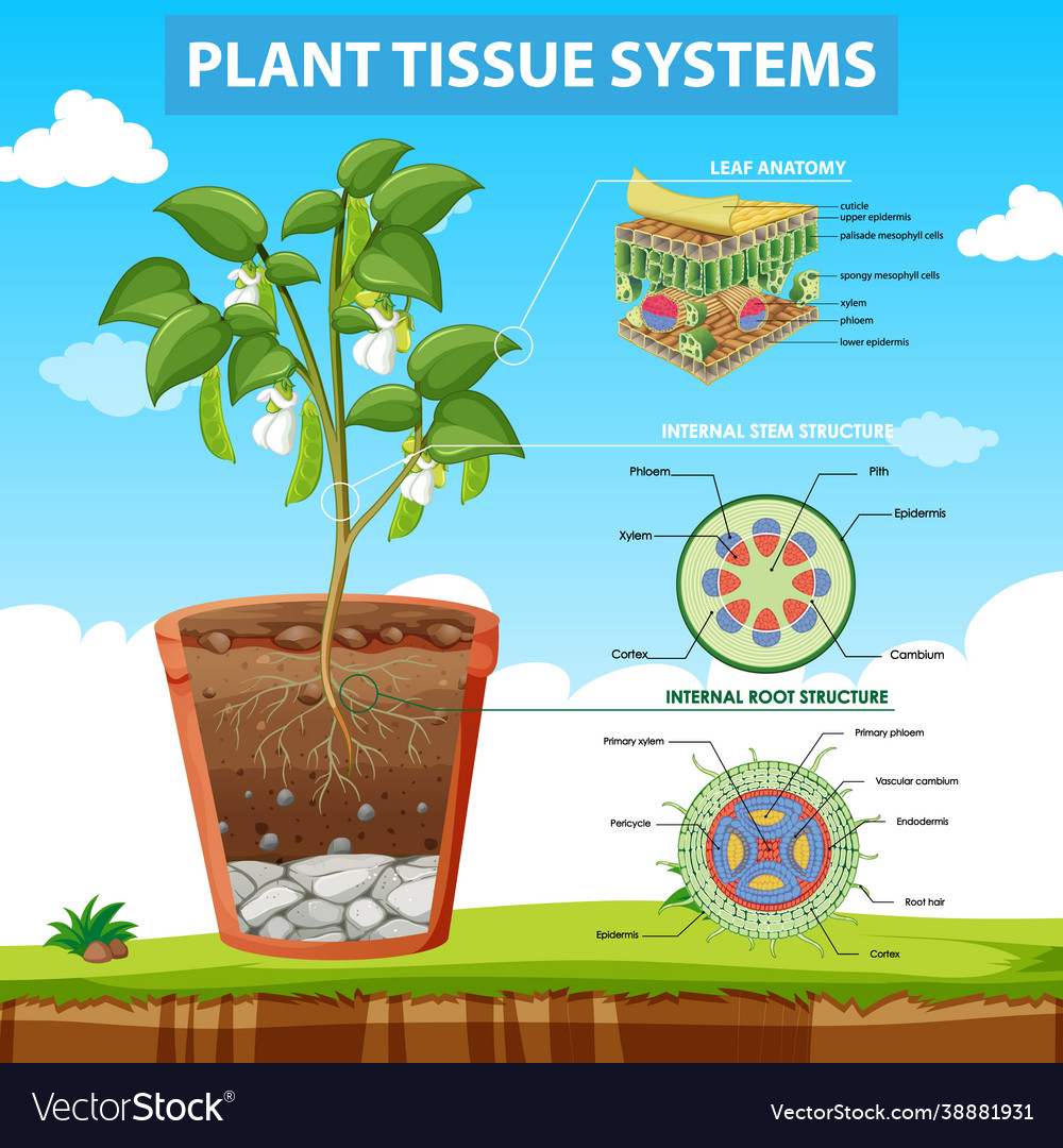 Diagram showing plant tissue systems Royalty Free Vector