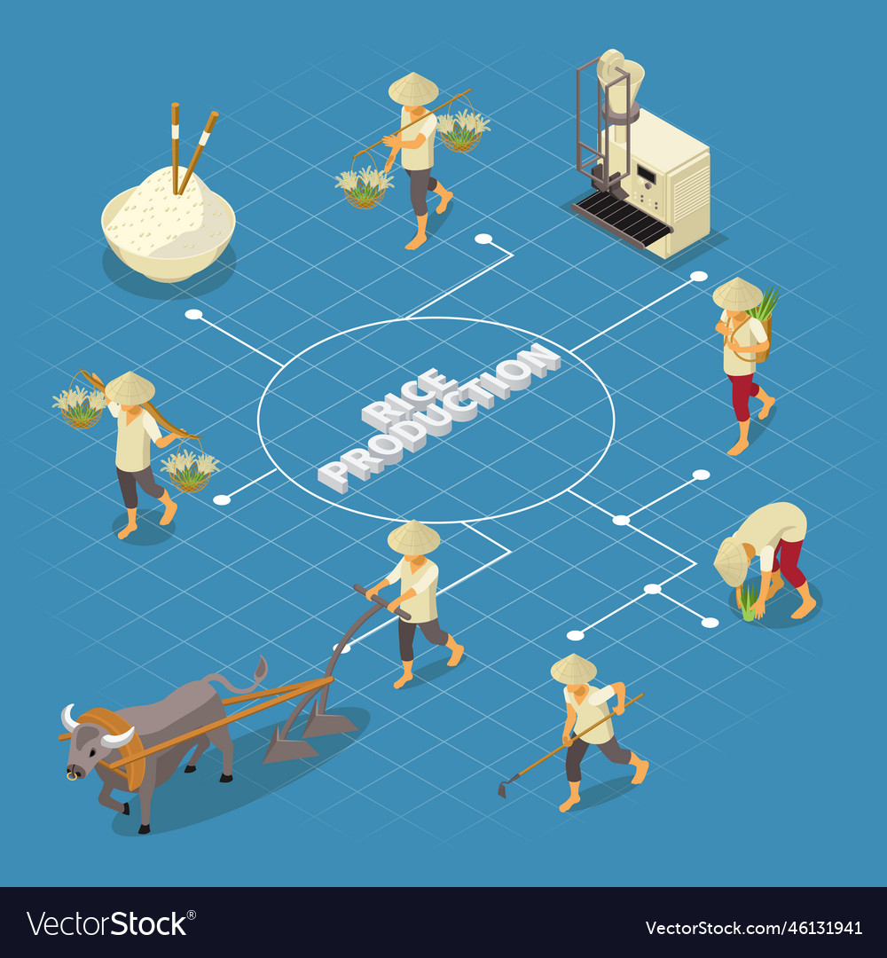 Isometric rice production flowchart Royalty Free Vector