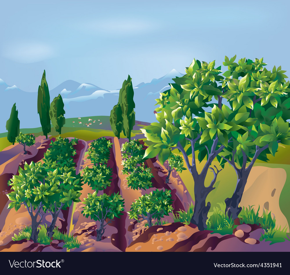 Кофейная плантация рисунок