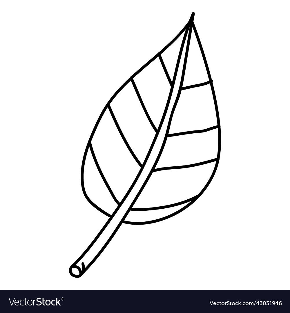 Simple Stroke Hand Drawn Leaf Royalty Free Vector Image