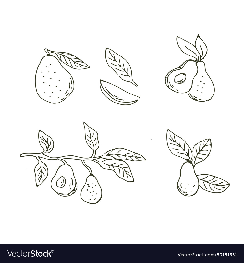 Set Of Avocado Fruits Outline Hand Drawn Vector Image