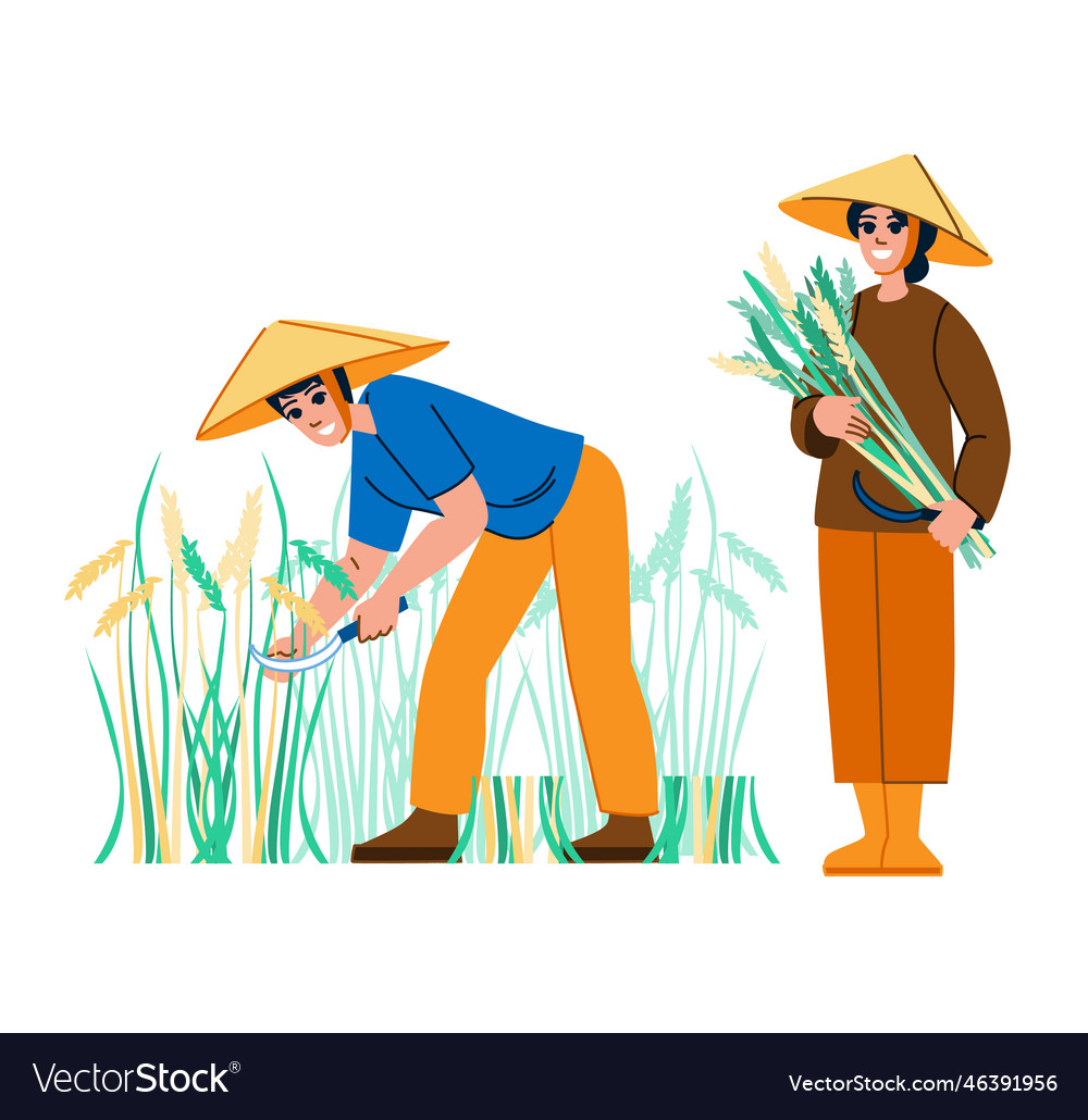 Harvesting rice Royalty Free Vector Image - VectorStock