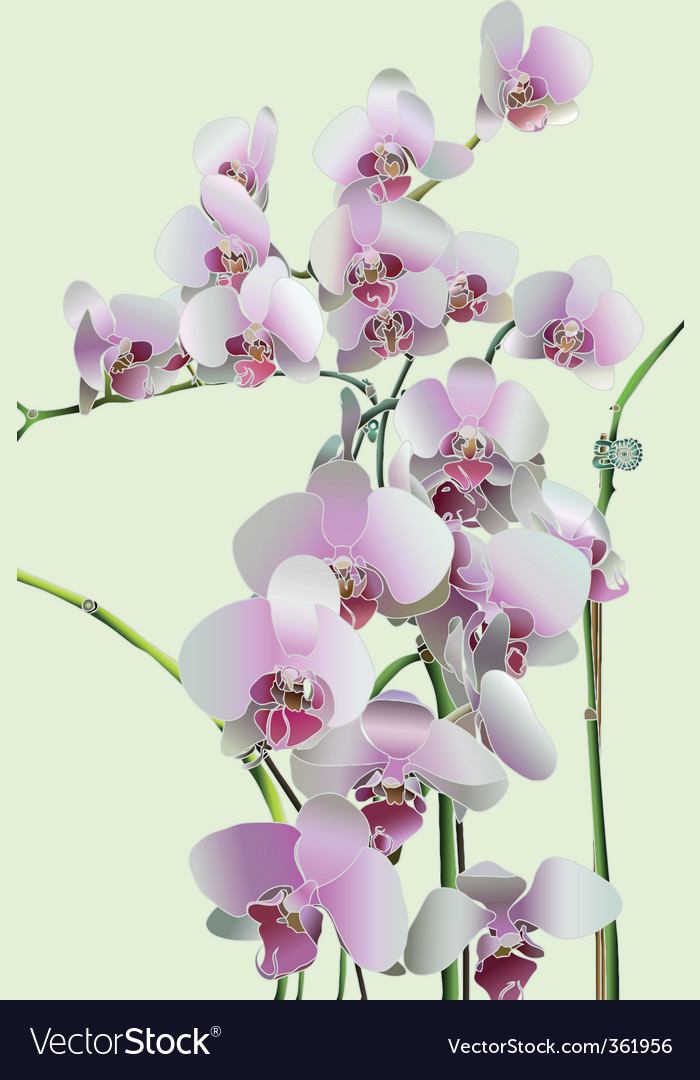 Orchids Royalty Free Vector Image Vectorstock Orchids Royalty Free Vector Image Vectorstock