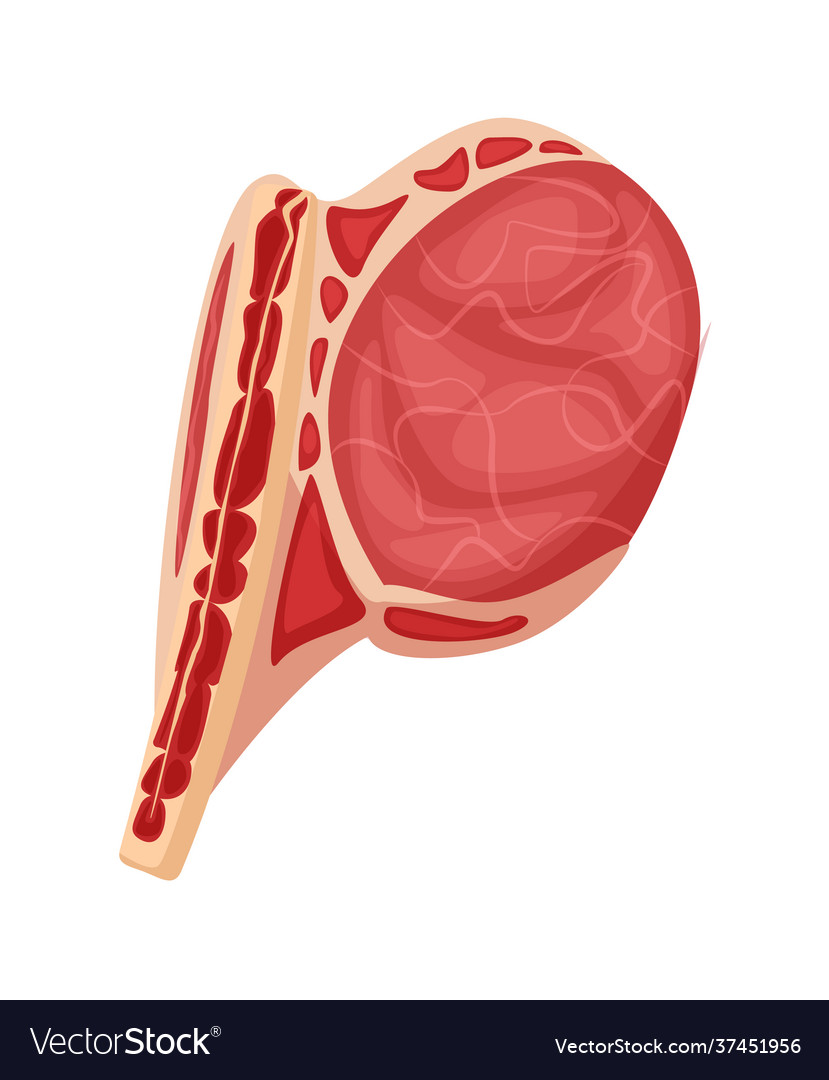 Raw lamb prime rib isolated on white background Vector Image