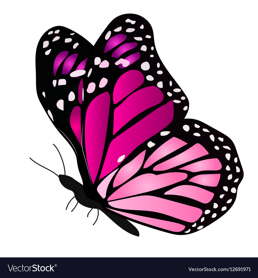 Free Free 138 Butterfly Svg Vector Free SVG PNG EPS DXF File