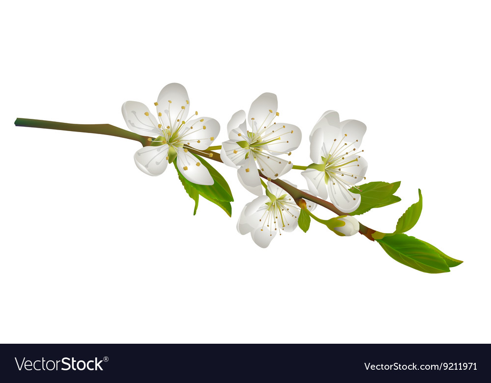 Blossoming cherry branch with white flowers Vector Image