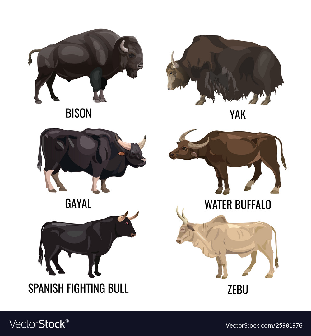 Cattle Bulls Set Royalty Free Vector Image VectorStock