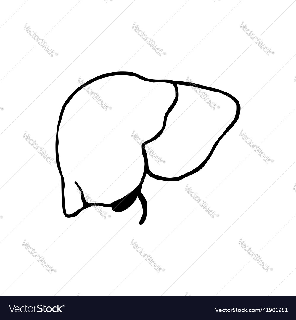 Liver doodle human internal organ line icon Vector Image