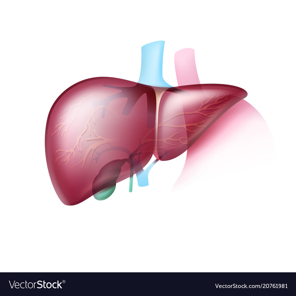 Realistic healthy liver Royalty Free Vector Image