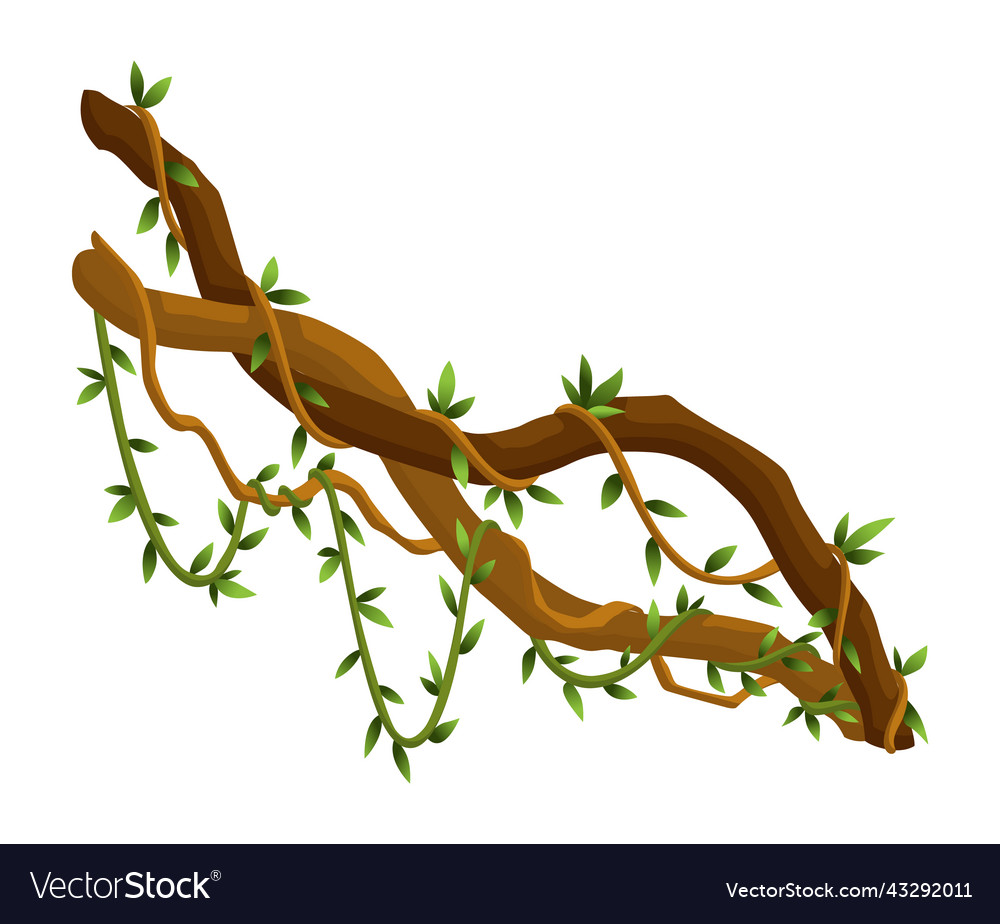 Twisted wild lianas branches banner jungle vine Vector Image