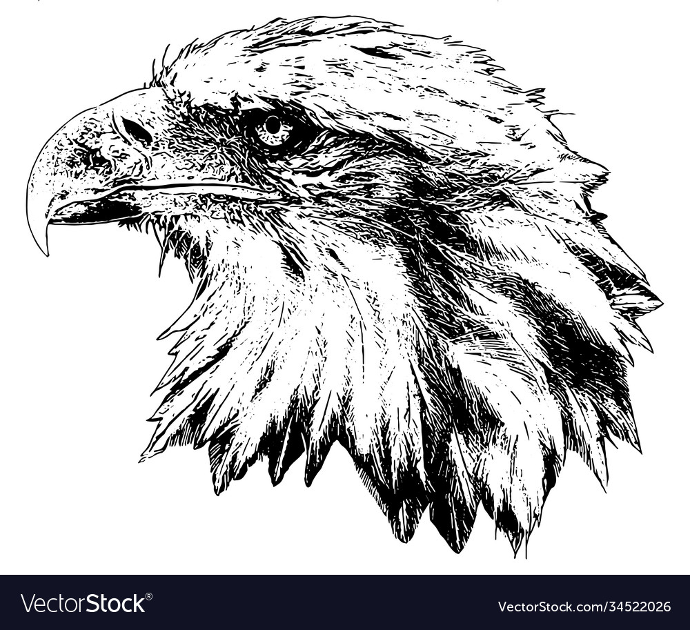 Bald eagle profile head Royalty Free Vector Image