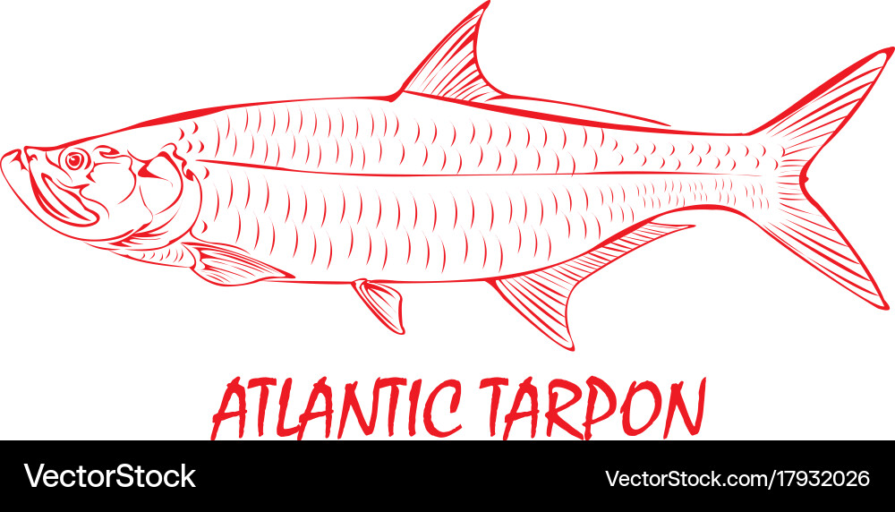 Tarpon Vector