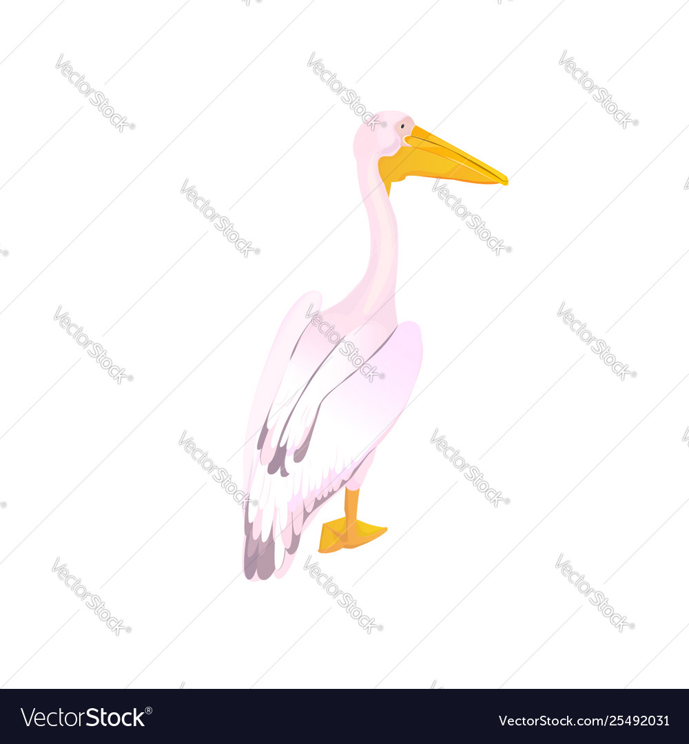 Pink pelican waterfowl isolated on white Vector Image