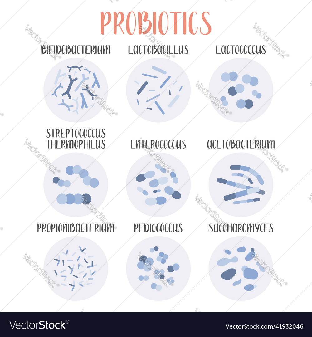 Probiotics lactic acid bacteria good Royalty Free Vector