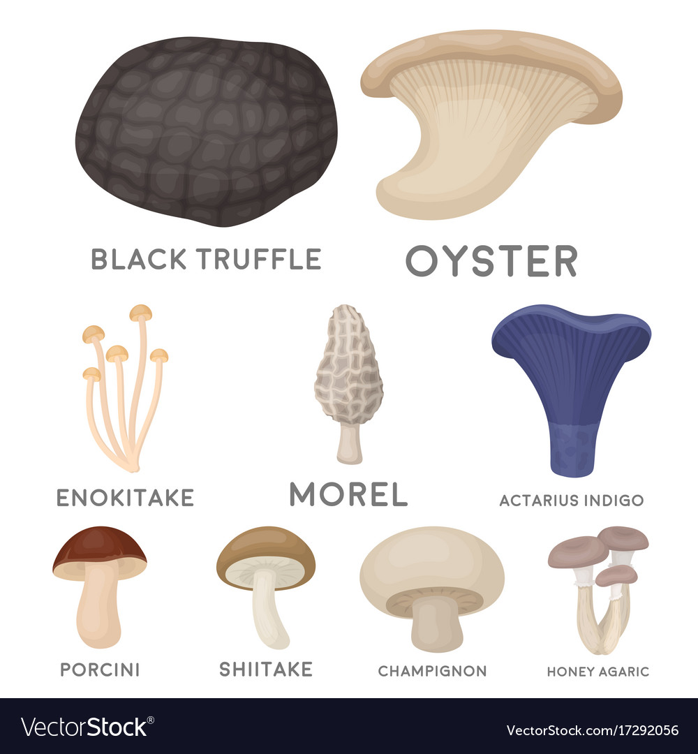 Mushroom set icons in cartoon style big Royalty Free Vector