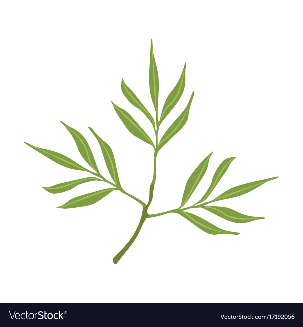 Willow tree green branch Royalty Free Vector Image