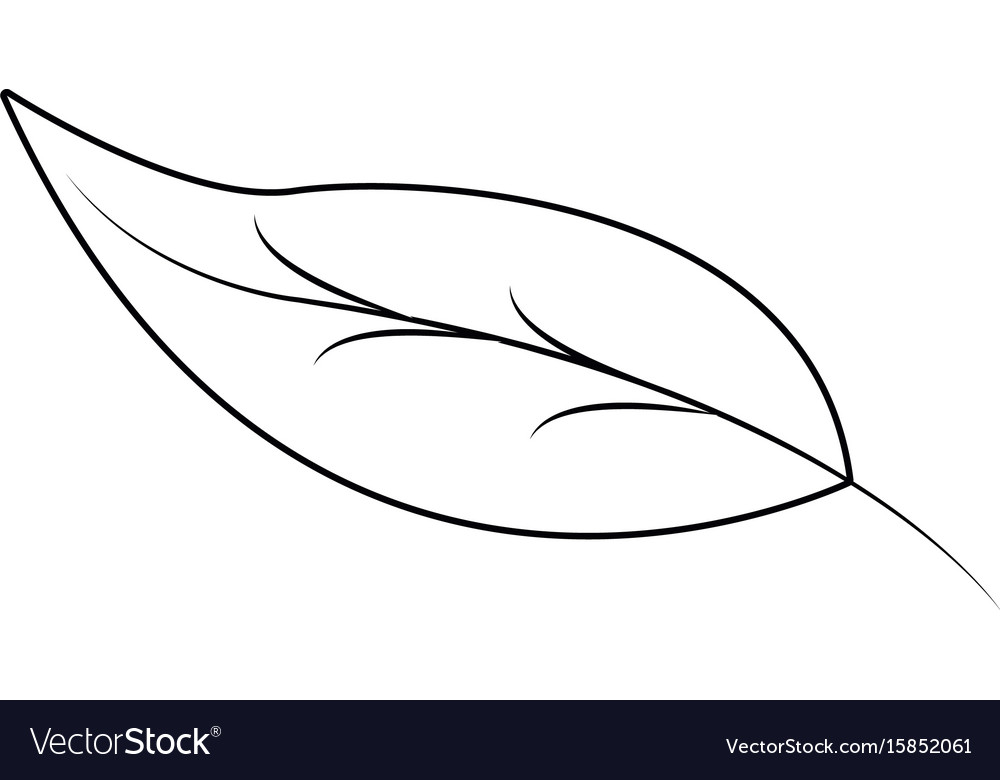 Leave nature botanical foliage plant Royalty Free Vector