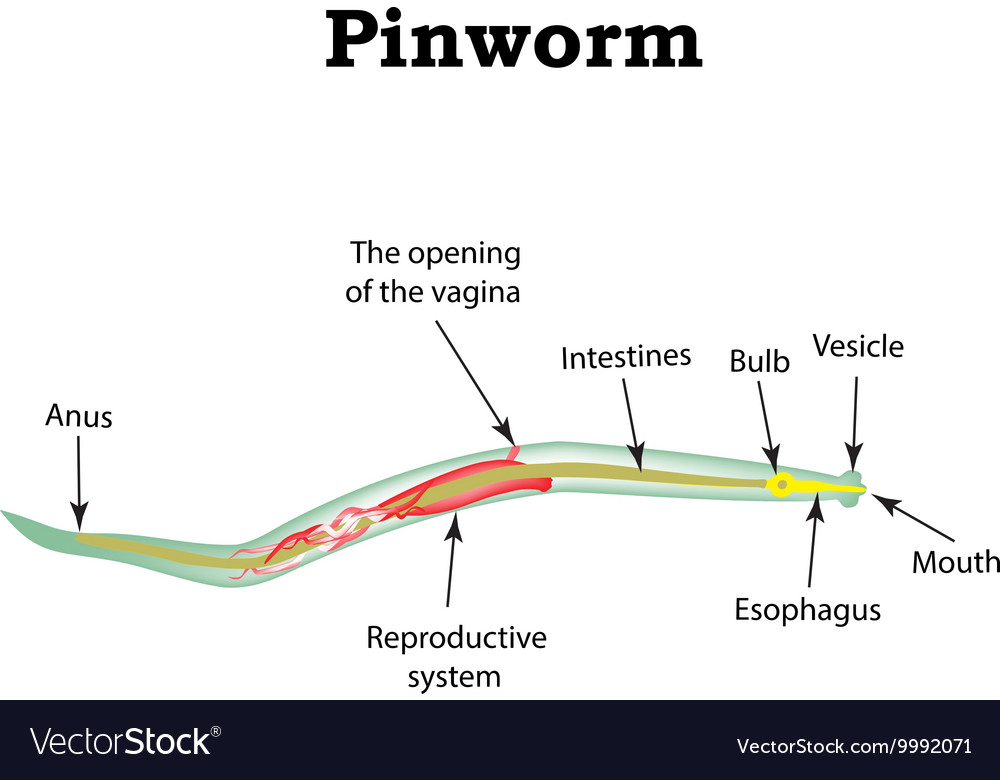 structure-of-pinworms-pinworm-royalty-free-vector-image