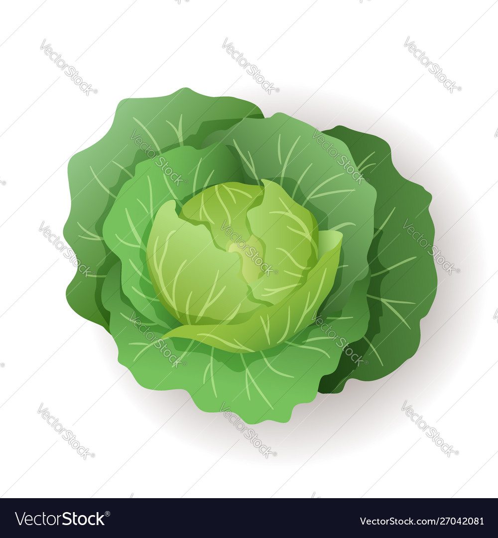 Green Cabbage With Big Leaves Icon Isolated Fresh Vector Image Green Cabbage With Big Leaves Icon Isolated Fresh Vector Image