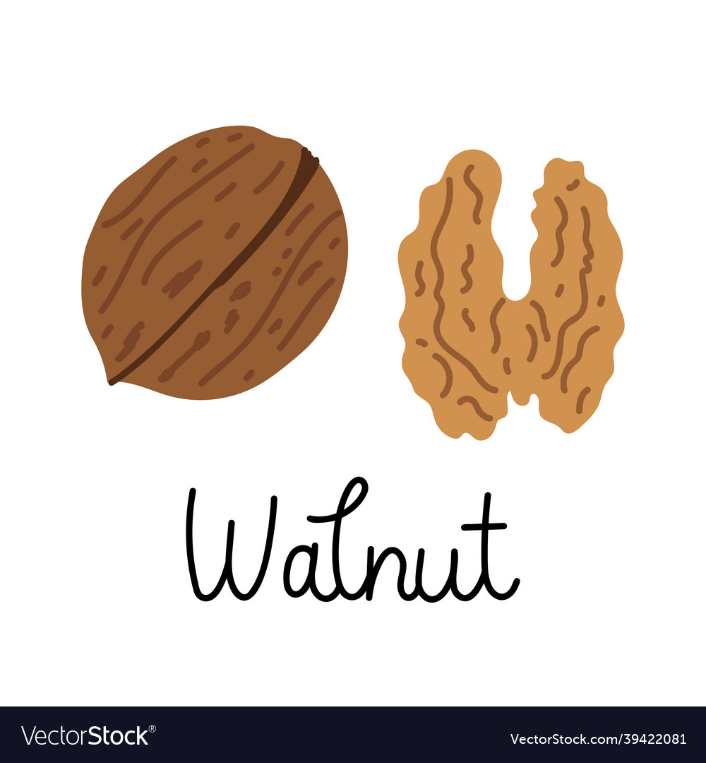 Nuts Royalty Free Vector Image - VectorStock