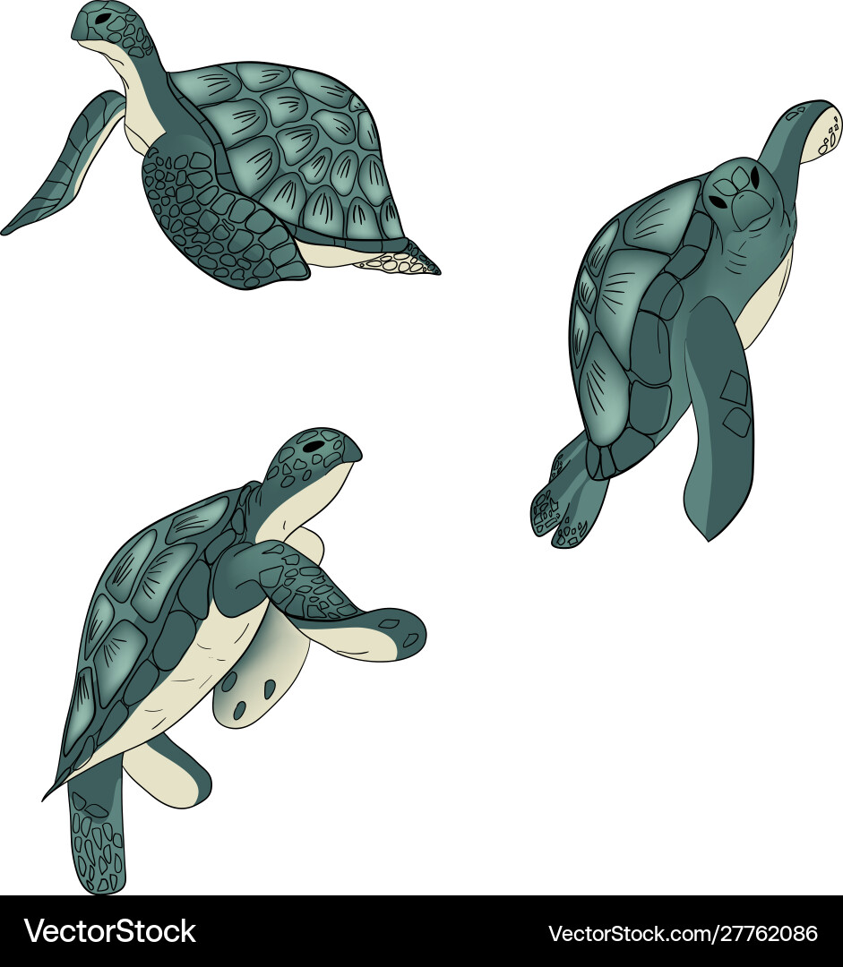 Set color sea turtle isolated background Vector Image