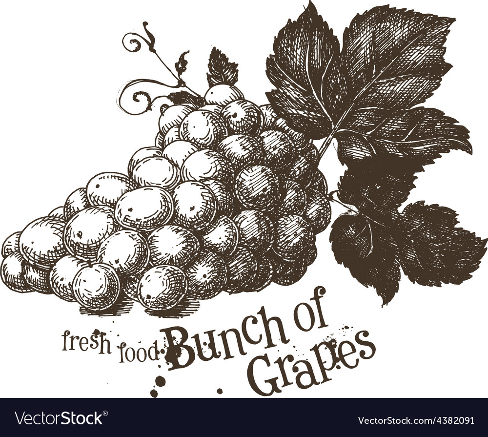 grapevine logo design template vine or royalty free vector
