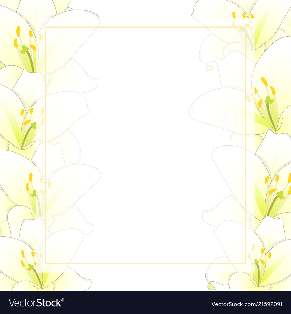 White lily flower banner card border Royalty Free Vector