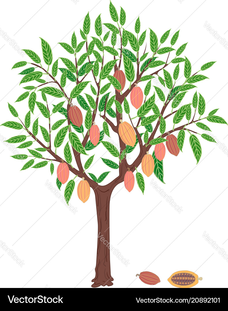 Cacao tree Royalty Free Vector Image - VectorStock