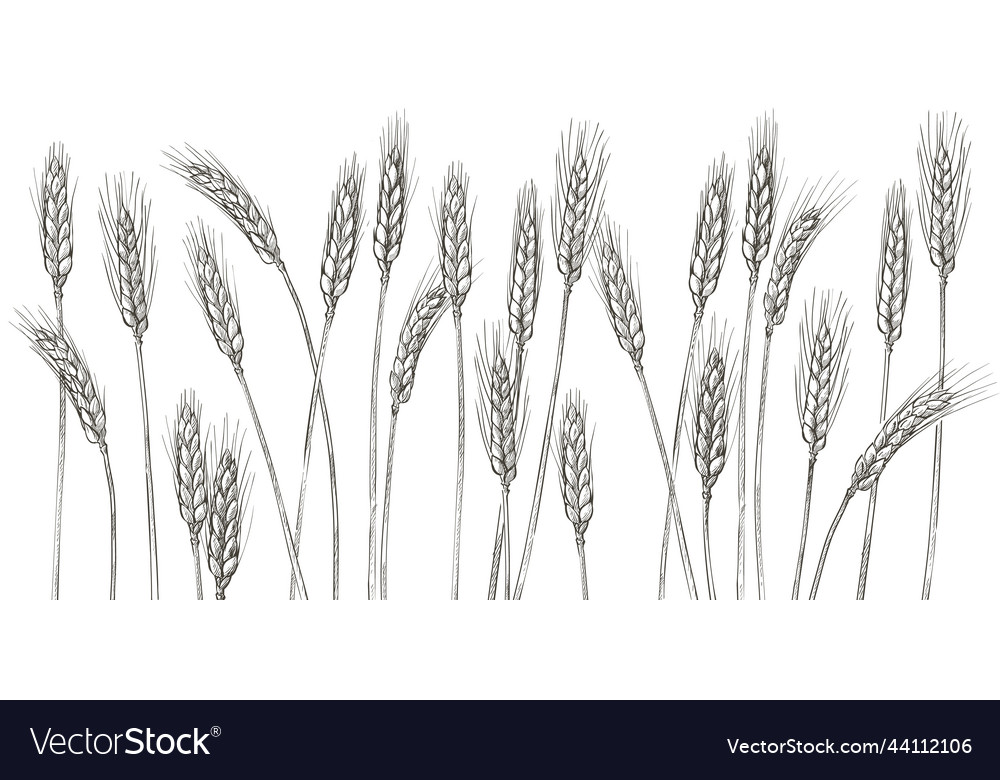 Ears of wheat barley cereals harvest spike Vector Image