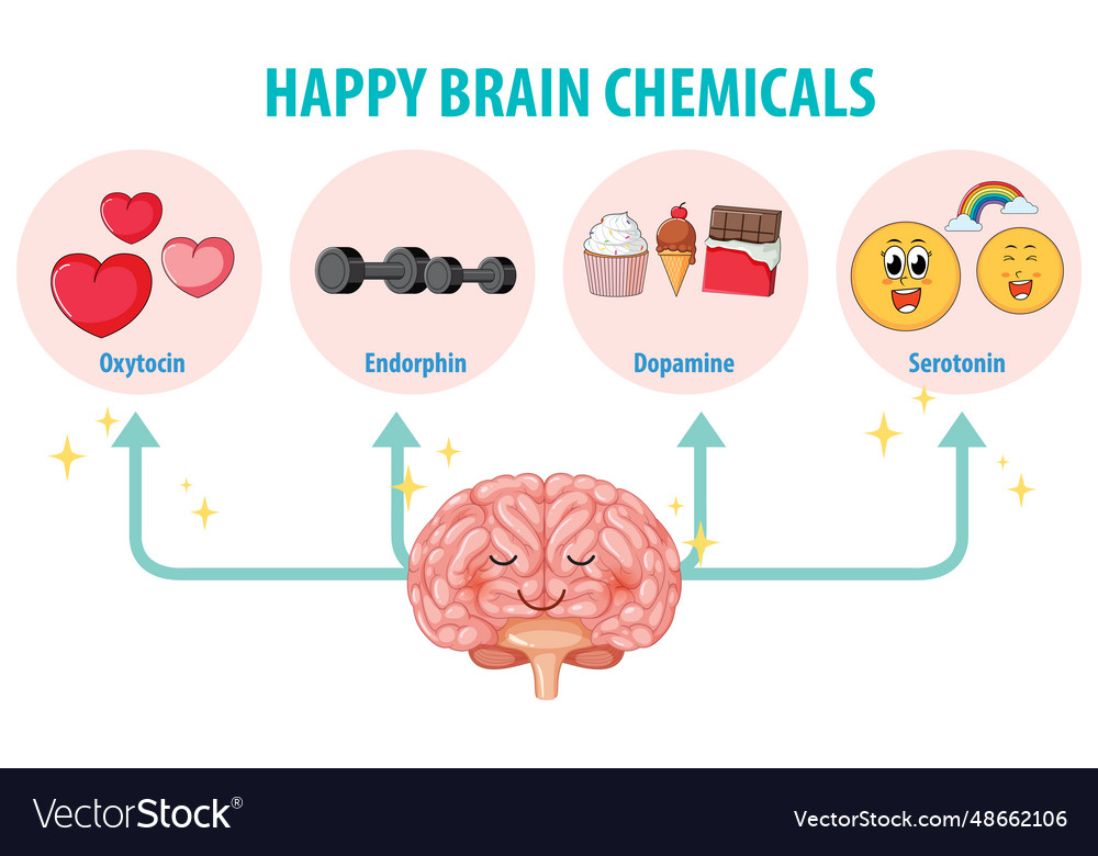 Healthy brain chemicals in human anatomy Vector Image