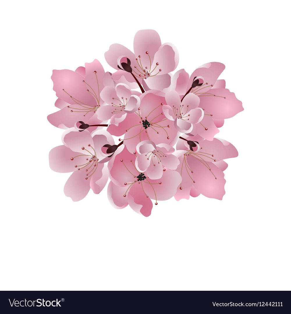 Japanese Cherry Bouquet Of Pink Cherry Blossom Vector Image