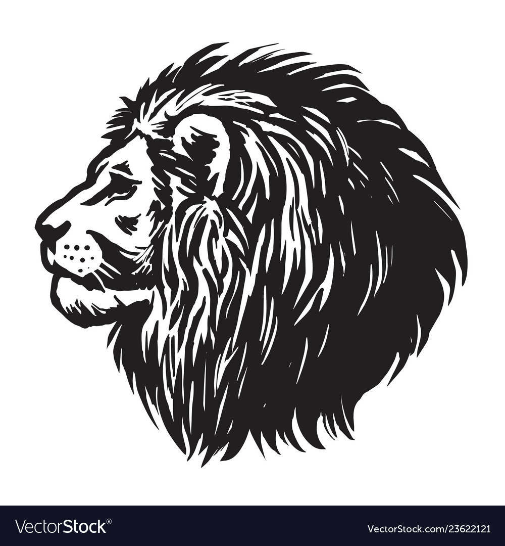 Lion head hand drawn realistic drawing Royalty Free Vector