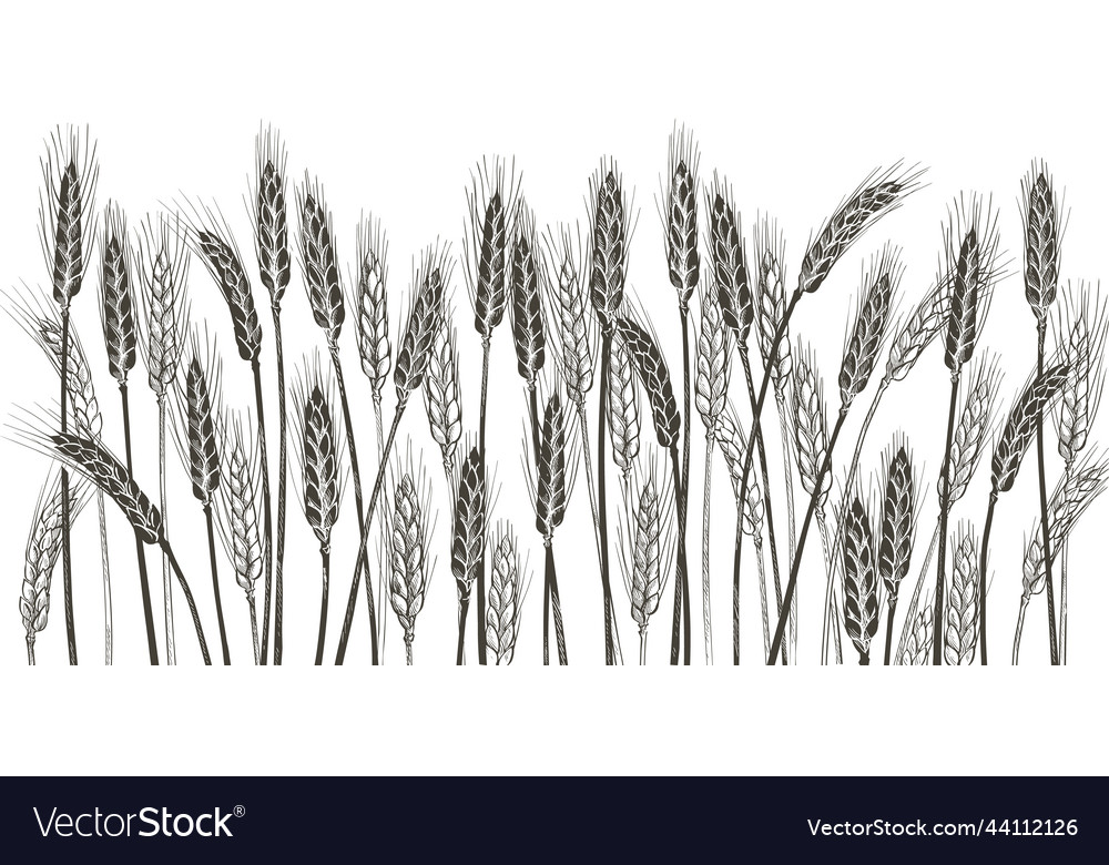 Ears of wheat barley cereals harvest spike Vector Image