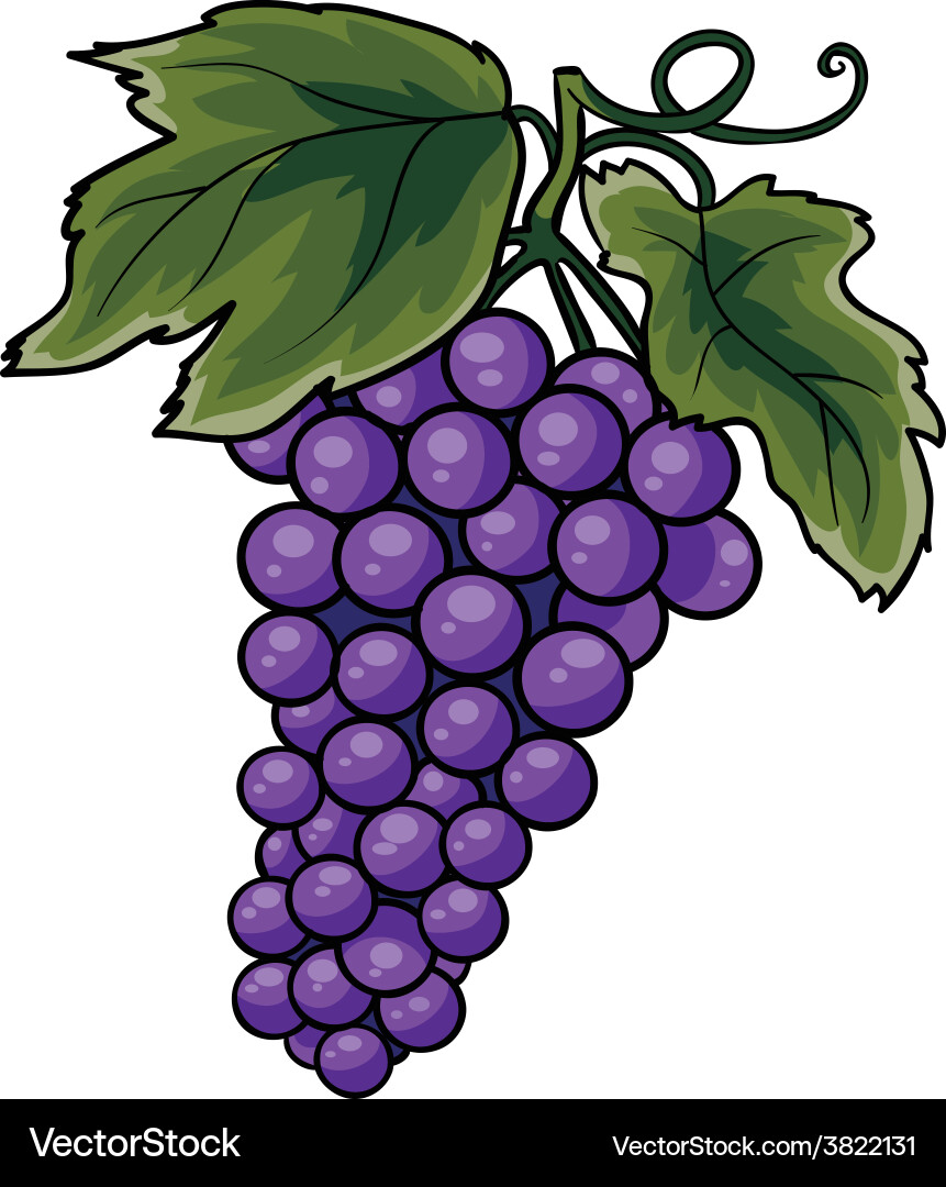 Bunch grapes Royalty Free Vector Image - VectorStock