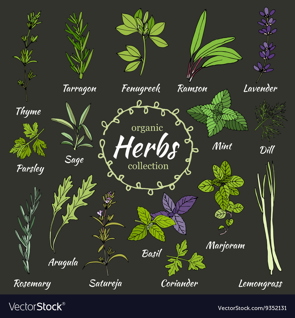 Collection of herbs Royalty Free Vector Image - VectorStock