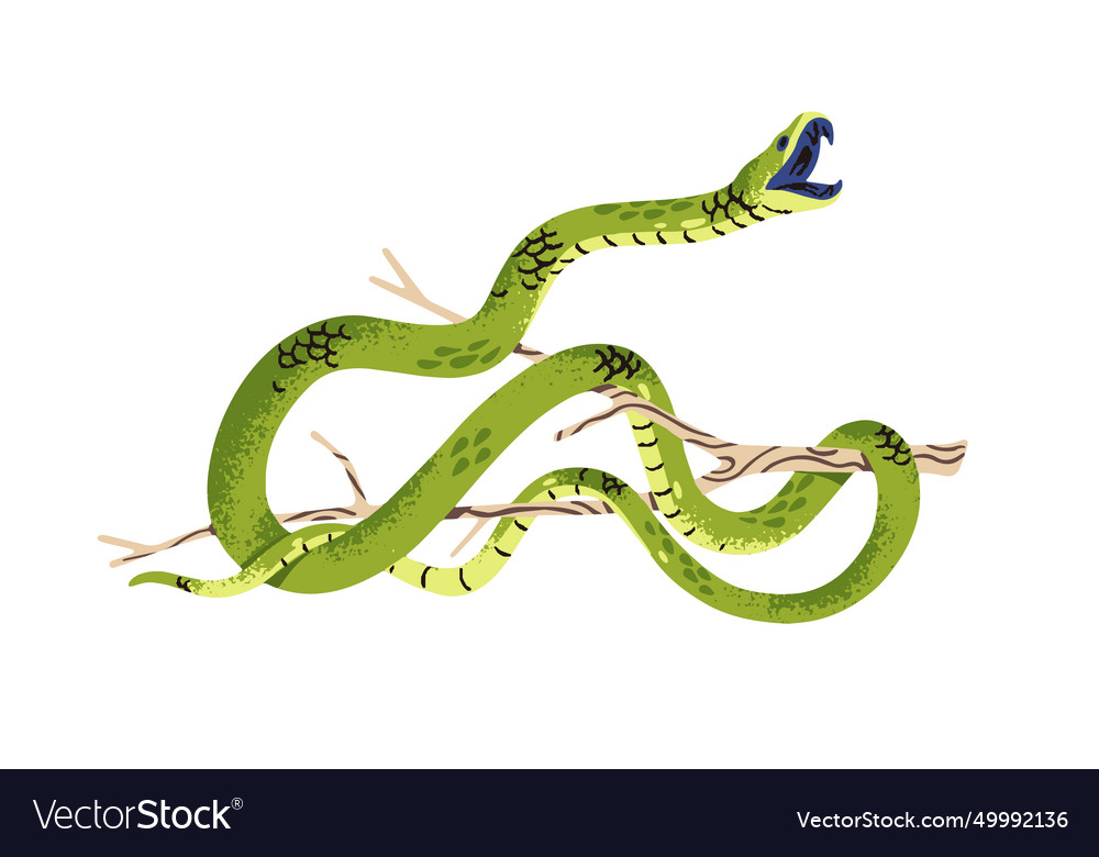 Western green mamba attacks venomous slender Vector Image