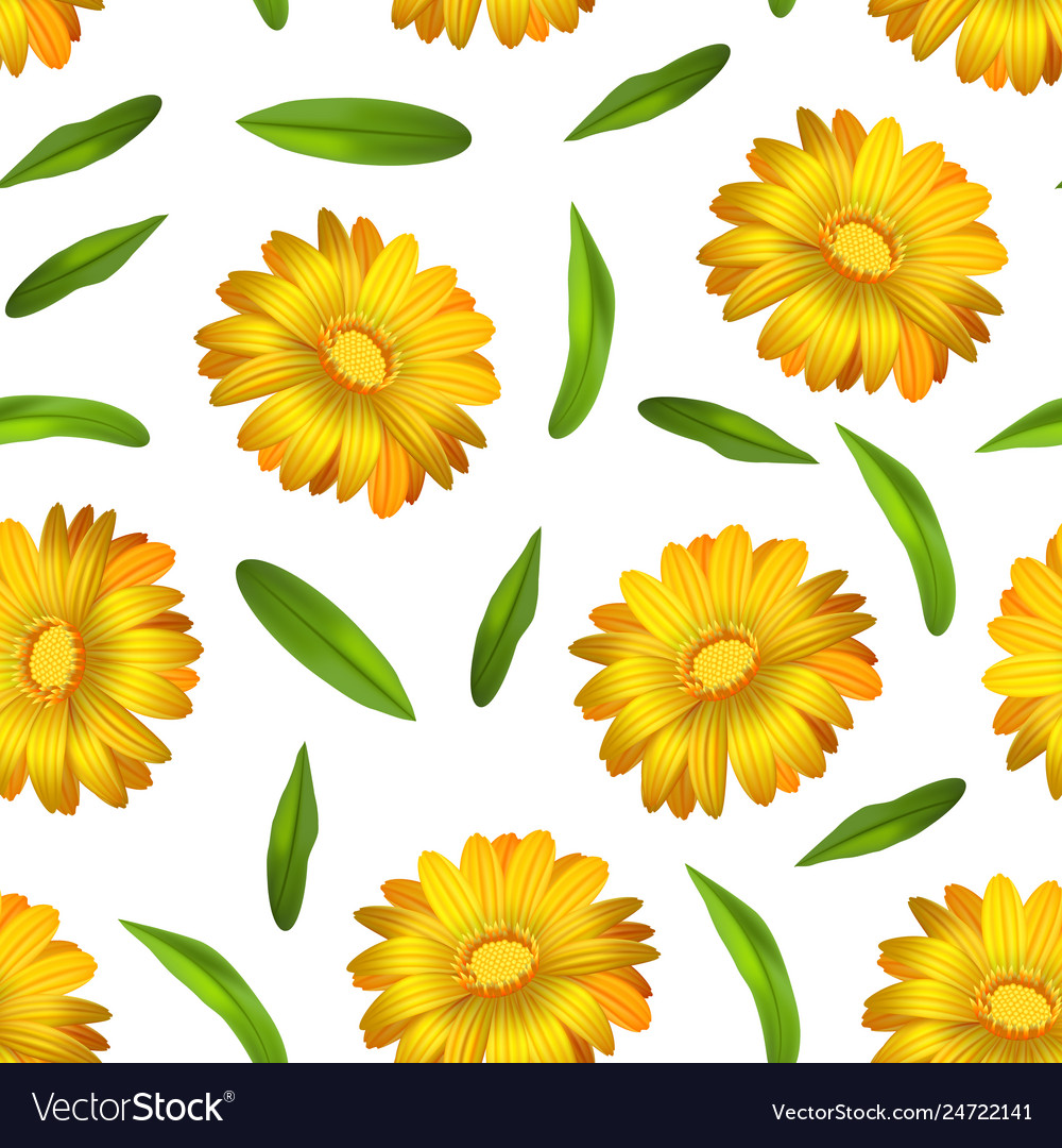 Download Realistic Detailed 3d Yellow Calendula Marigold Vector Image PSD Mockup Templates