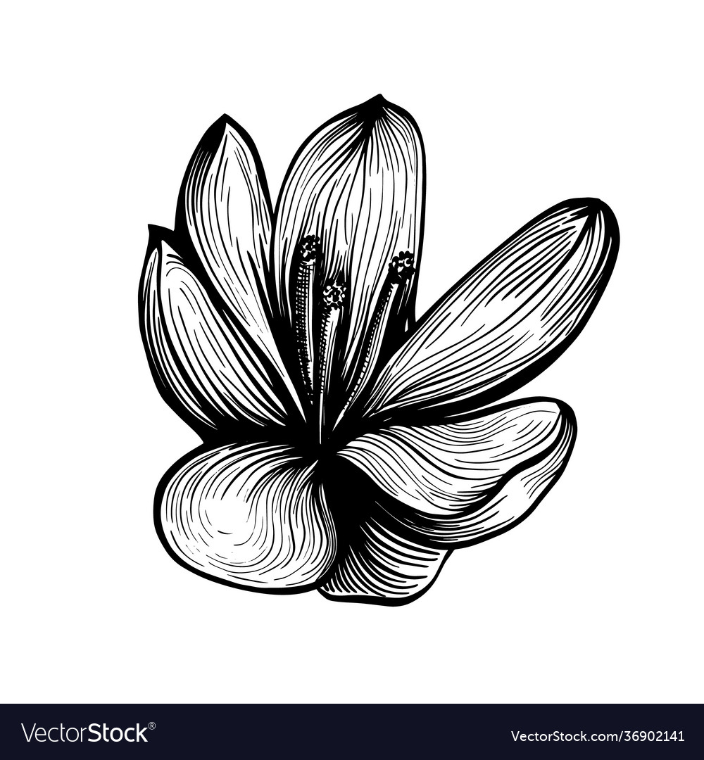 Saffron flower sketch crocus flower Royalty Free Vector