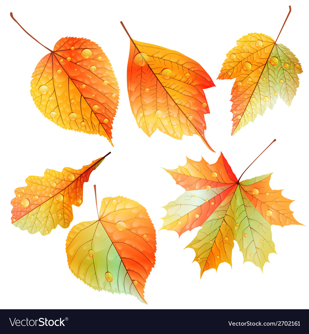 Set of colorful autumn leaves Royalty Free Vector Image