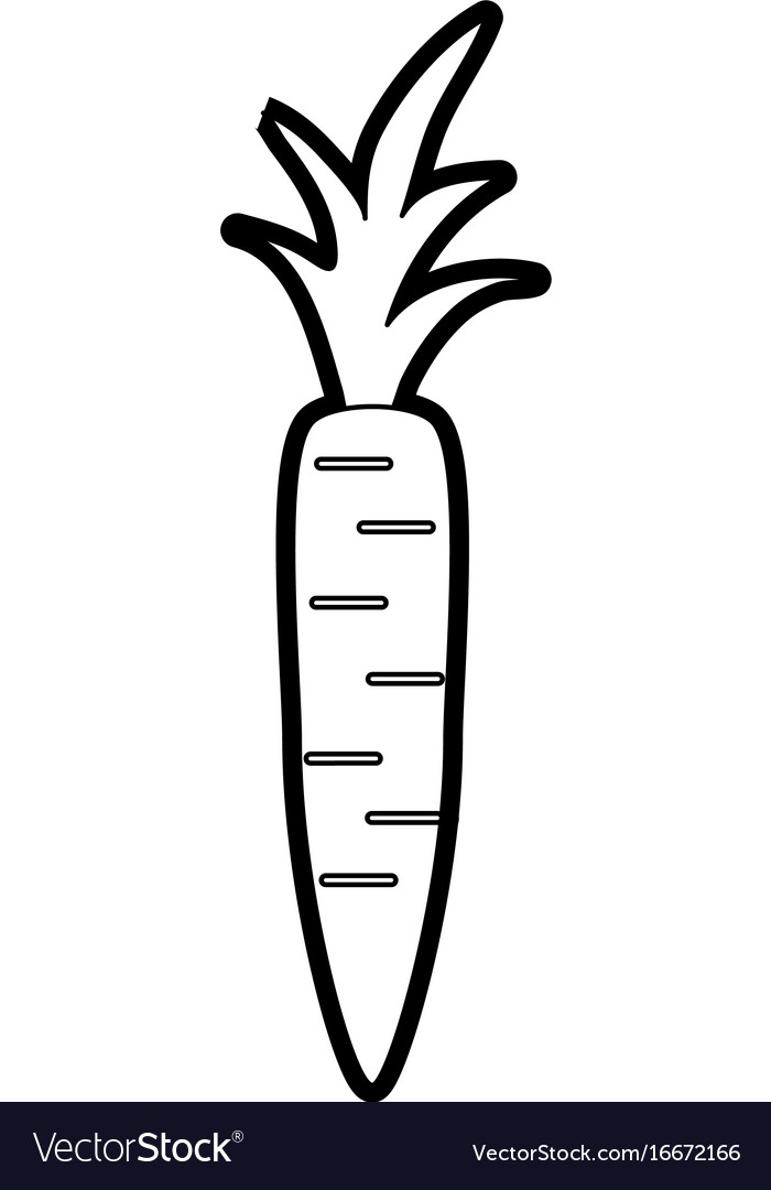 Carrot Royalty Free Vector Image - VectorStock