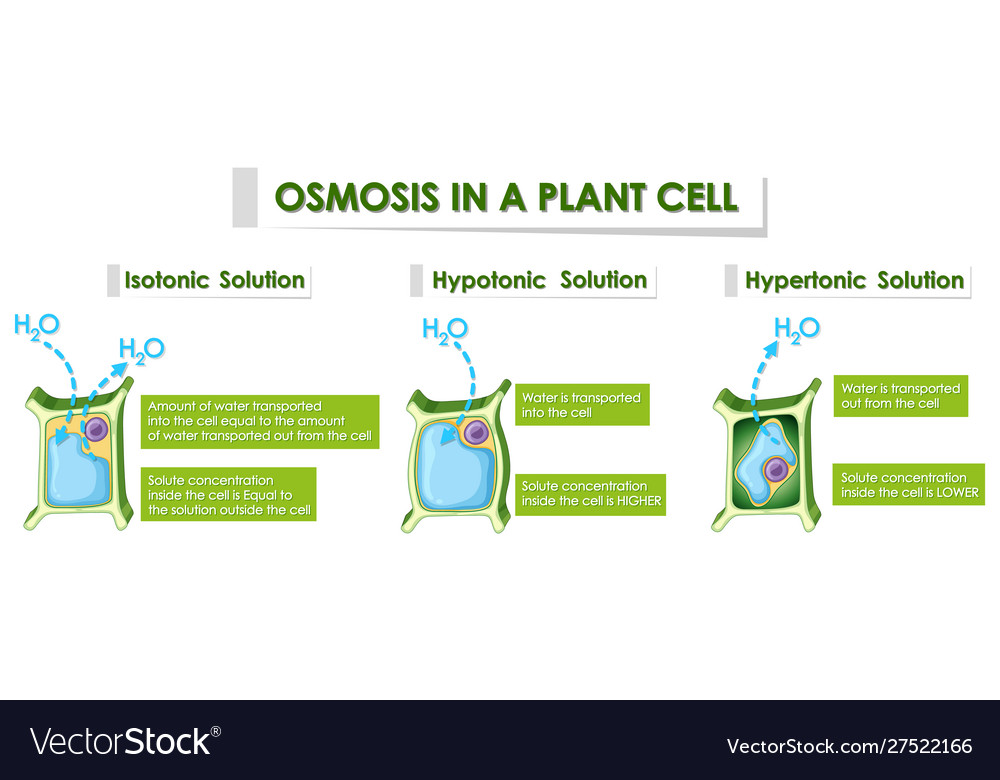 Where Does Osmosis Take Place In Plant Cells