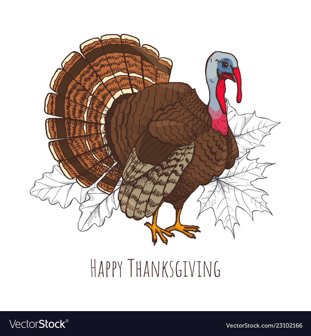 Premium Vector  Thanksgiving day traditional turkey